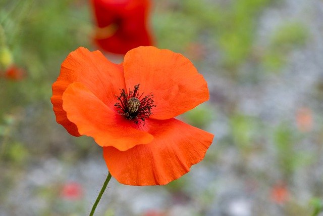 Quelle fleur pour la maison ? Un guide complet pour choisir les fleurs parfaites pour votre maison !